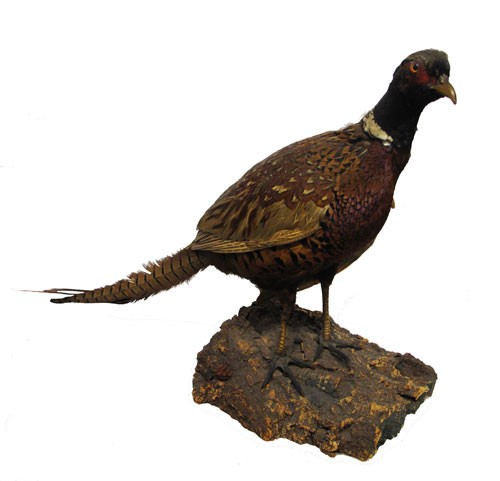 Taxidermy Pheasant on a Log
