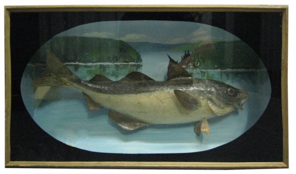 Taxidermy Fish Diorama