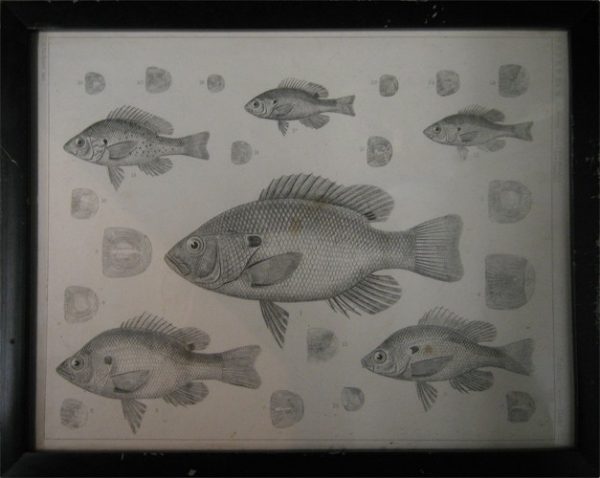 Scientific Fish Illustration Engraving (Cleared).