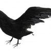 Faux Raven