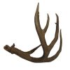 Taxidermy Brown and Beige Antler with Six Points