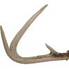 Taxidermy Ivory Cream and Brown Antler