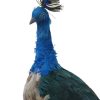 Faux Taxidermy Peacock